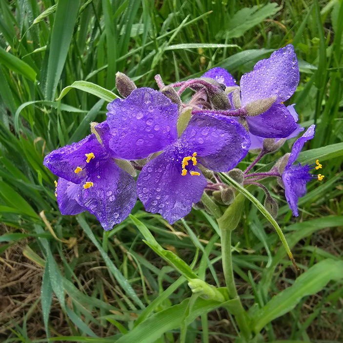 purple flowers surround by grass