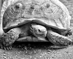 Slow and Steady... by Christiane Menelas