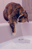 A Watery Obstacle by Shelby Caesar
