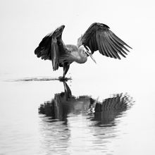 A Dramatic Landing by Sandy Gilbert