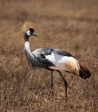 Grey Crowned Crane by Sandy Gilbert