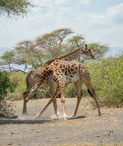 A Towering Conflict by Sandy Gilbert