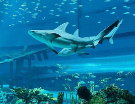 Shark Tale by Becky Love