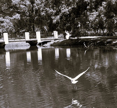Over the Pond by Cindy Korzekwa