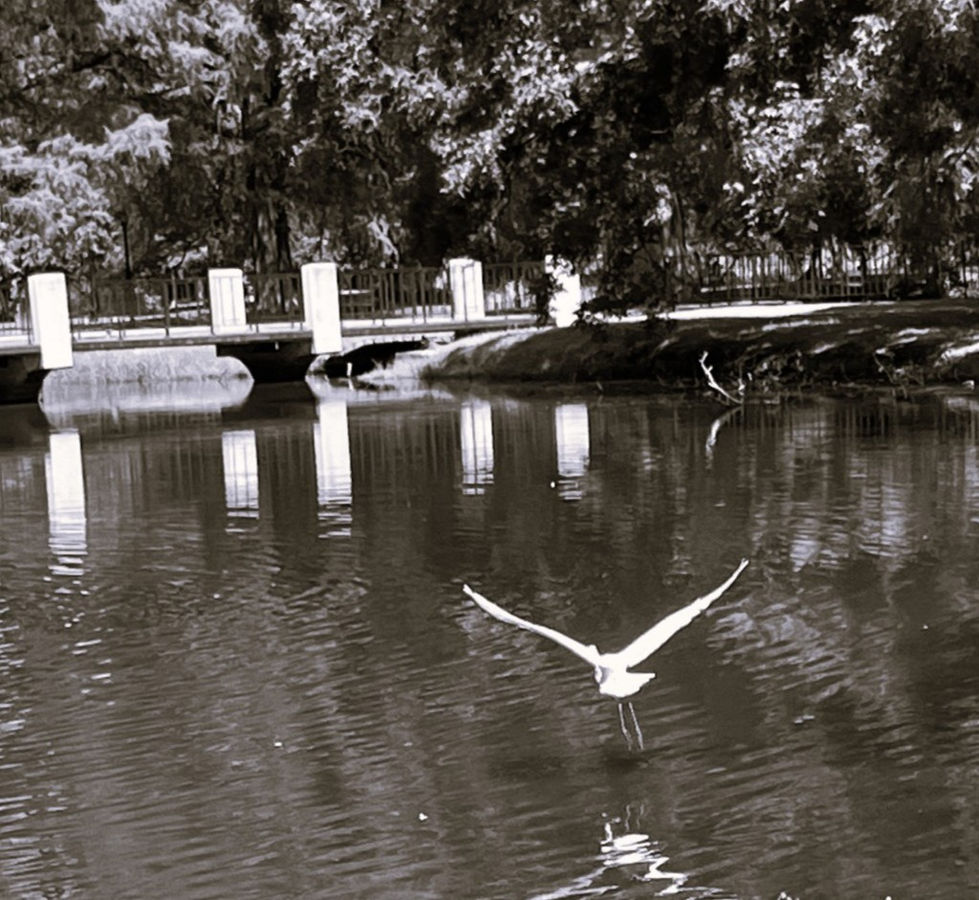 Over the Pond by Cindy Korzekwa