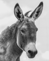 I Don't Know Jack by Barbara Beversdorf