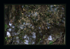 A Sky Reflection in a Peaceful Little Stream by Sharlana Dillard