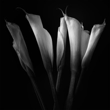 The Silence Between Stems by Jackies Wise