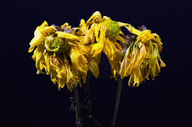 Neglected by Edward Zukowski