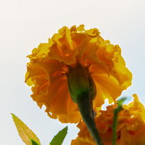 16 - Under the Marigold