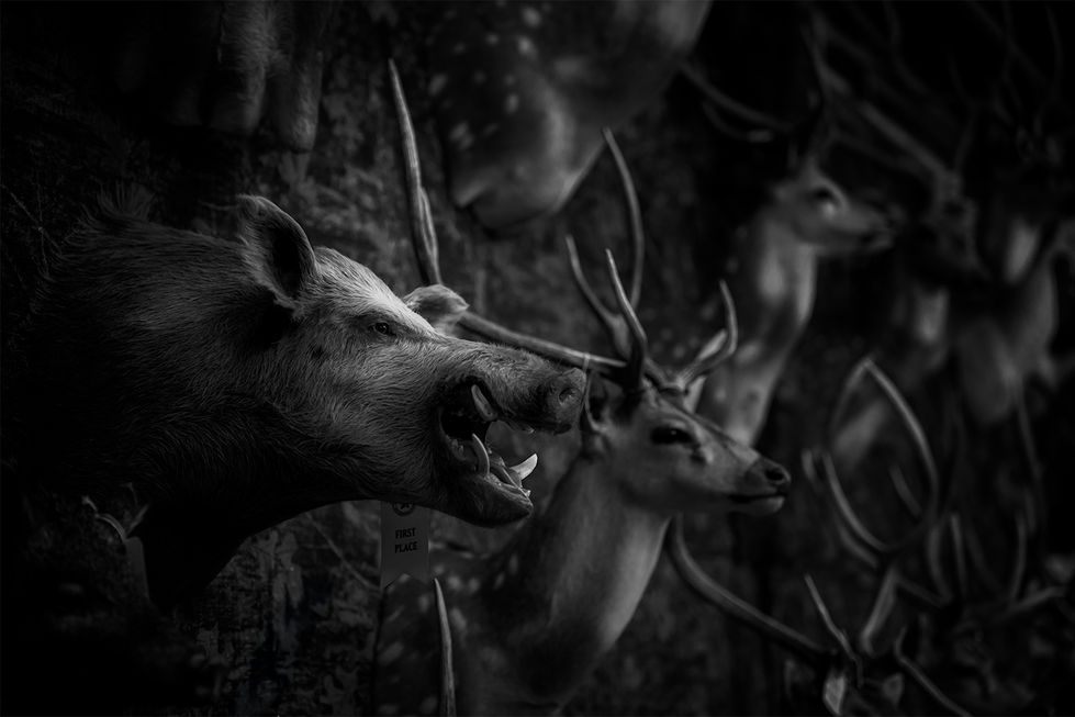 The Boar Who Beat Them All by Jackies Wise