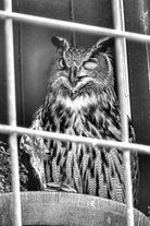 An Eye on You by Ralph Nordenhold