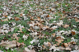 Leaves by Thomas Soutter