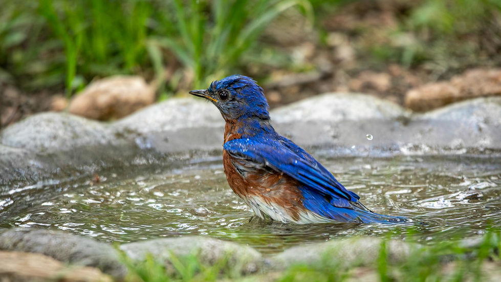 Splish Splash I Was Taking a Bath by Barbara Beversdorf