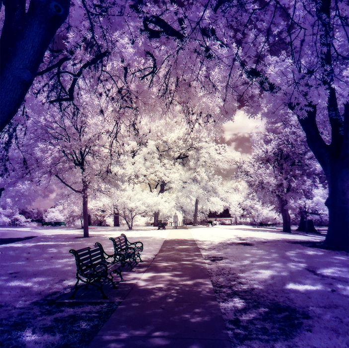 a park scene that has purple hues