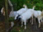 Eye-level view of a small herd of goats grazing in a lush green pasture