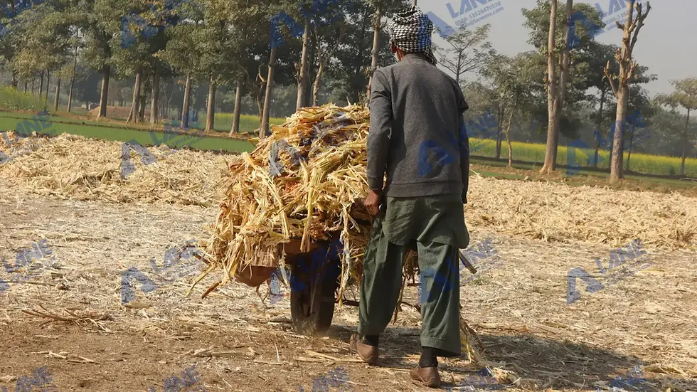 Sugarcane Bagasse