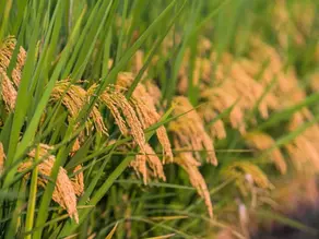 Building a Rice-Specific Liquid Fertilizer Production Line for Modern Agriculture