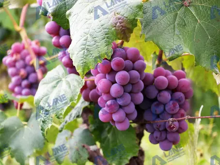 Investing in an SOP Fertilizer granules production Line: ROI and Market Advantages