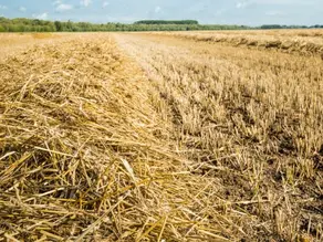 rice straw compost fertilizer line