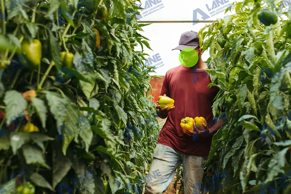 Chloride-free potash fertilizer