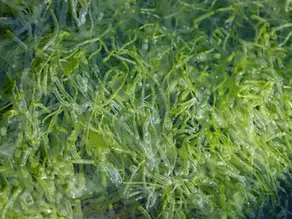 Seaweed Granular Organic Fertilizer