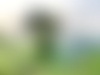 Potassium Sulfate Fertilizer Production Line for Tea: Manufacturing Process & Field Application in Tea Gardens