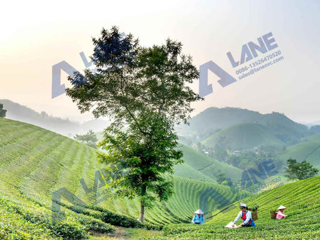 Potassium Sulfate Fertilizer Production Line for Tea: Manufacturing Process & Field Application in Tea Gardens