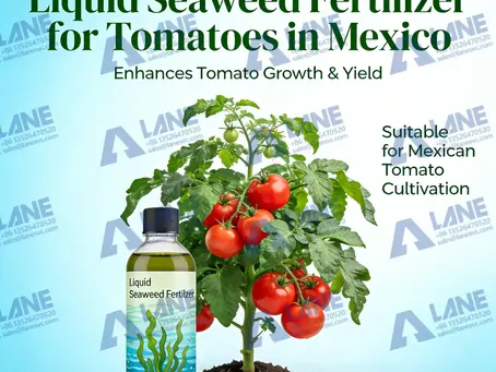 Liquid Seaweed Fertilizer for Tomatoes in Mexico: From Commercial Production to On-Farm Application