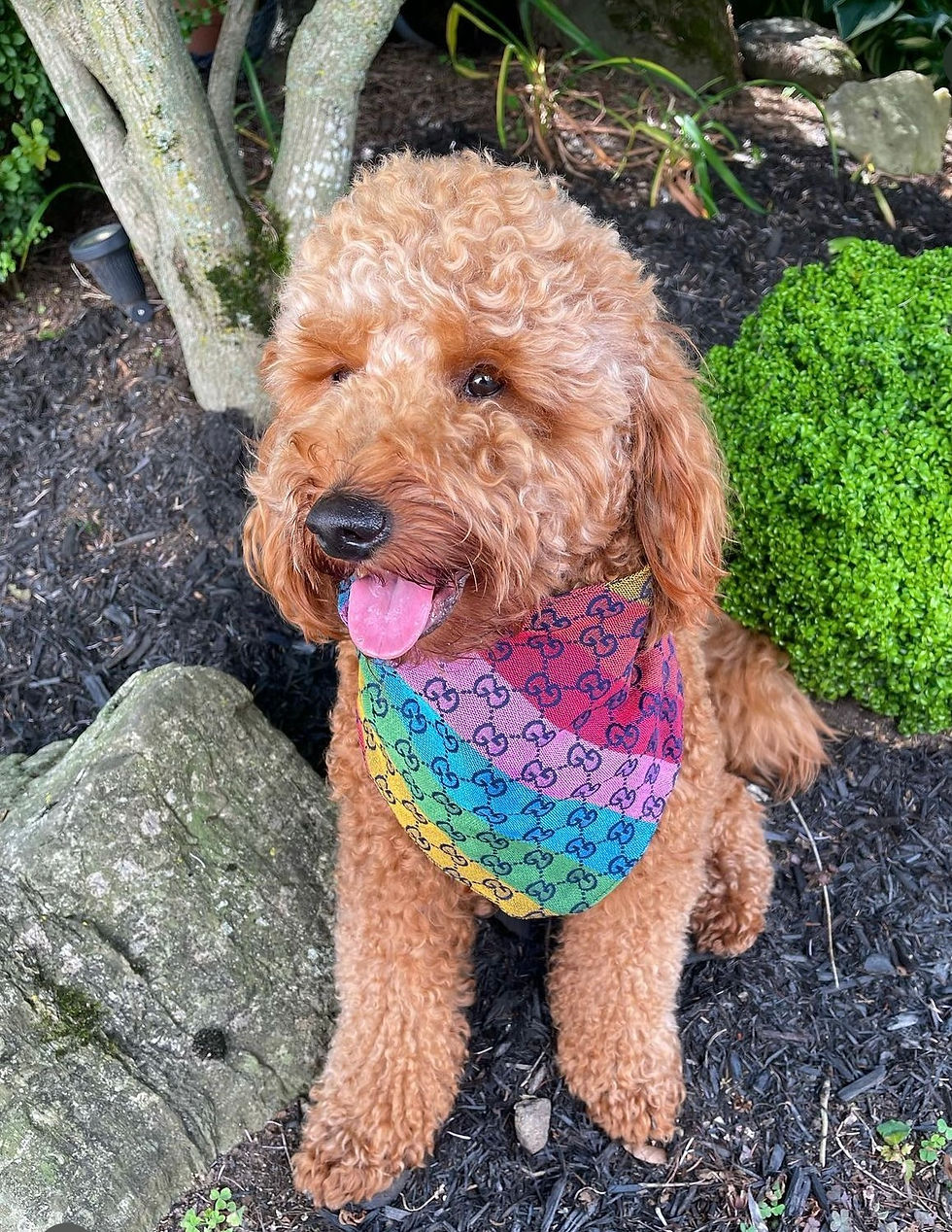 Thumbnail: Pucci Monogram Rainbow Bandana 