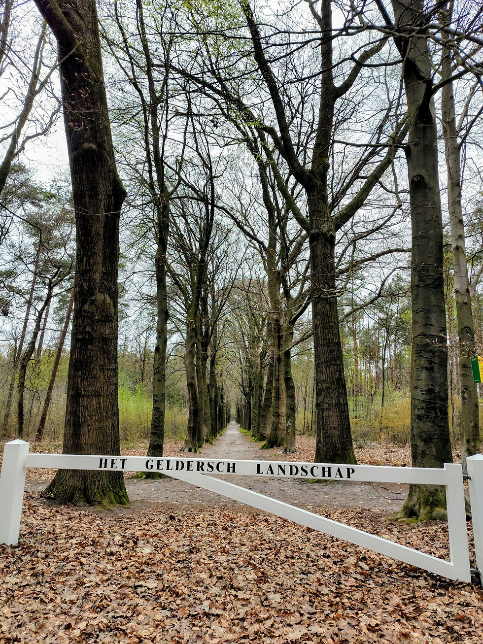 bos gelders landschap_edited.jpg