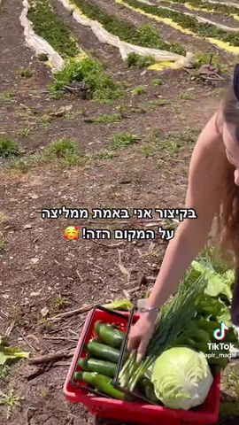 קטופותי, קטיף עצמי בצפון
