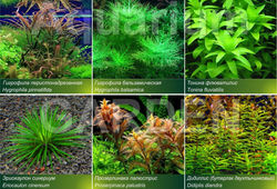 aquarium plants