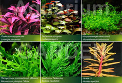 aquarium plants