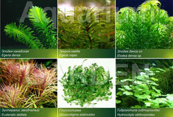 aquarium plants
