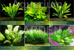 aquarium plants