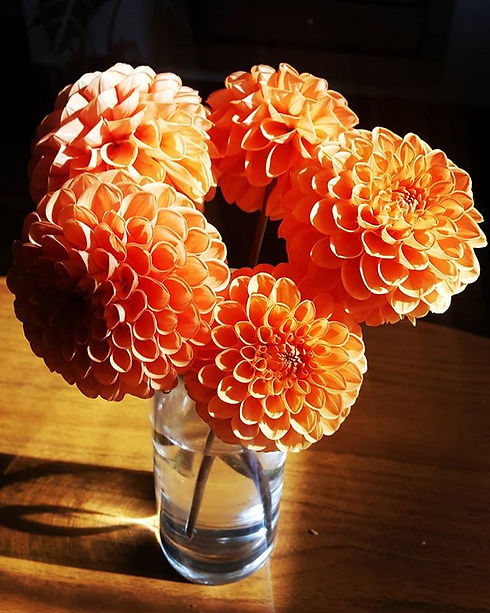 Pom Pom Dahlias from my garden.jpg