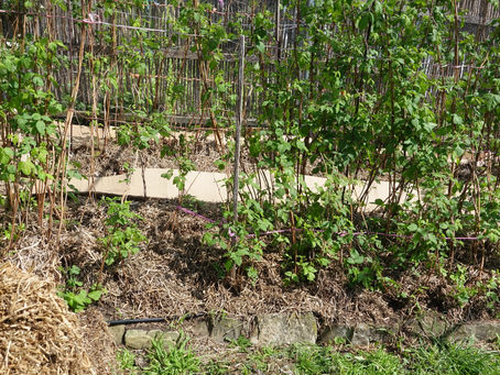 Spring fruit and vegetable gardening