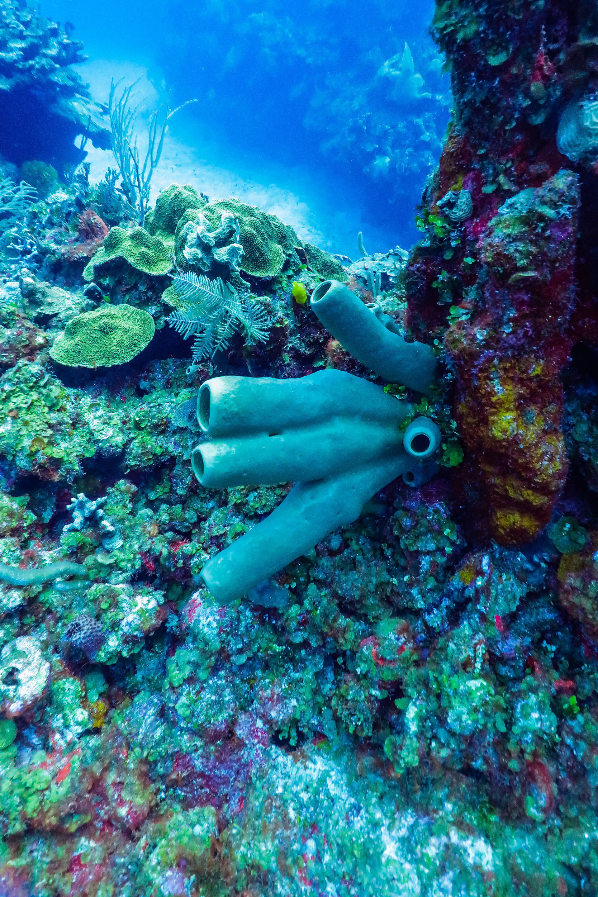 Coral Reef
