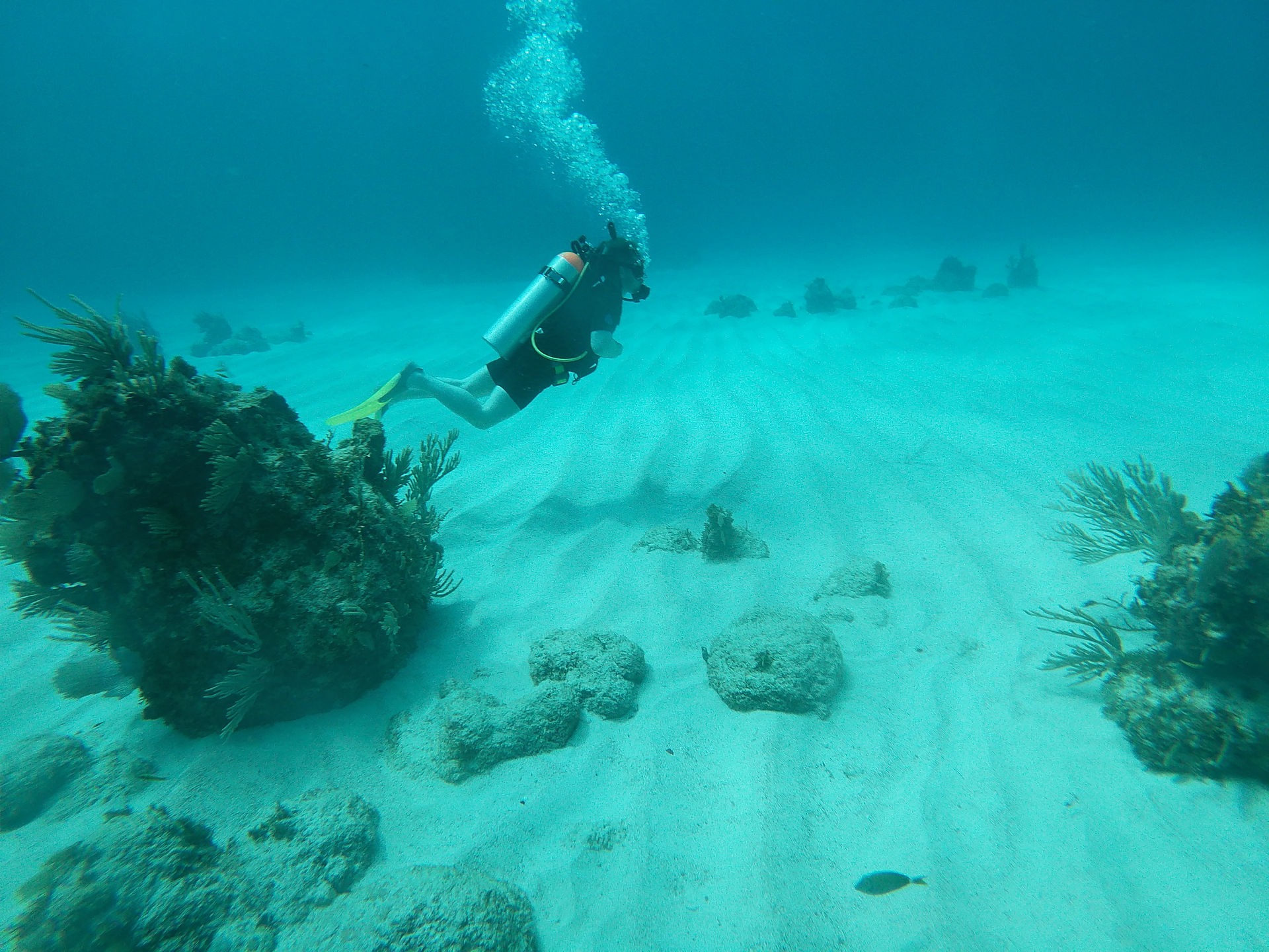 Scuba Diving