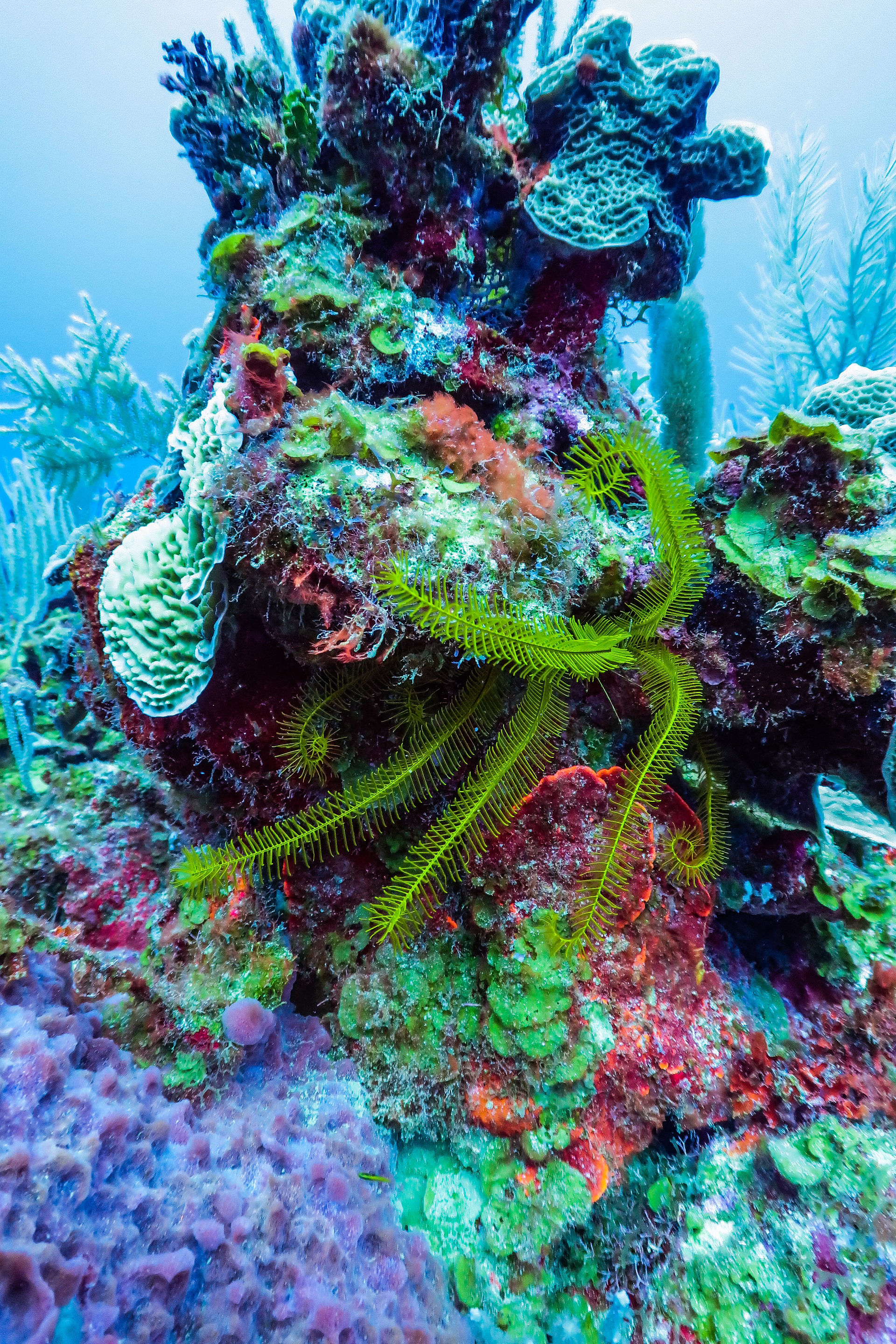 Coral Reef