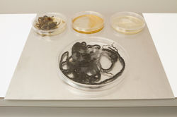 SiglandeLangholz_AmyPierce_Assignment12_06_230px