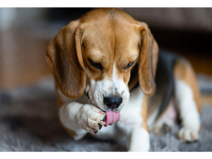 The Mystery of the Licking Paw: Why Is My Dog So Obsessed?