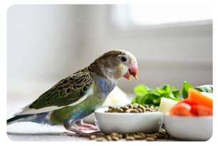 Why Proper Nutrition Is One of the Most Overlooked Bird Care Basics