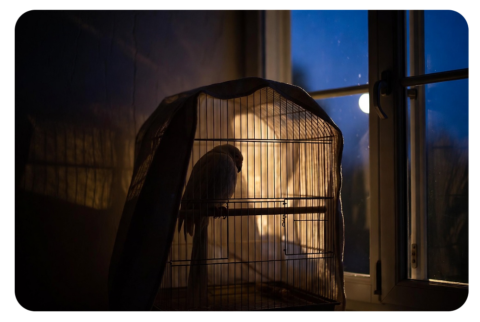 Why Proper Sleep and Light Cycles Are Critical for Bird Health