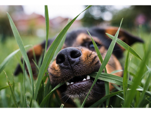 From Canine to Cow: 5 Real Reasons Why Your Dog Is Eating Grass