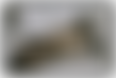 Why Litter Box Changes Should Never Be Ignored