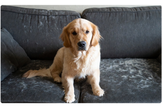 The Battle Against Fur: How to Significantly Reduce Dog Shedding