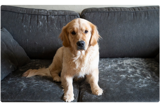 The Battle Against Fur: How to Significantly Reduce Dog Shedding