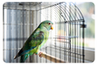 Why Routine and Environment Matter for Pet Birds